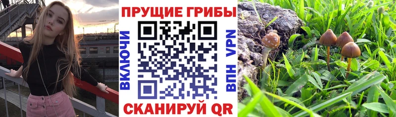 Галлюциногенные грибы Cubensis Прохладный
